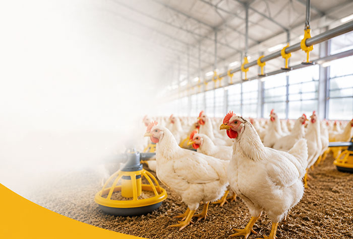Poultry Equipment