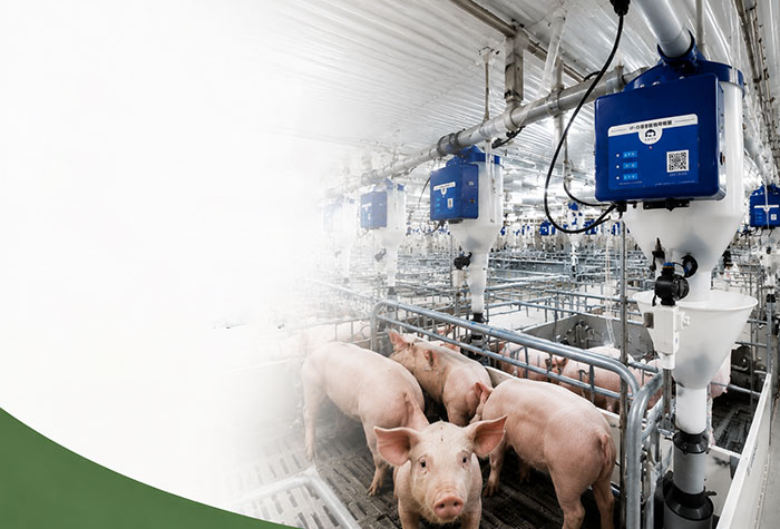 Swine Equipment