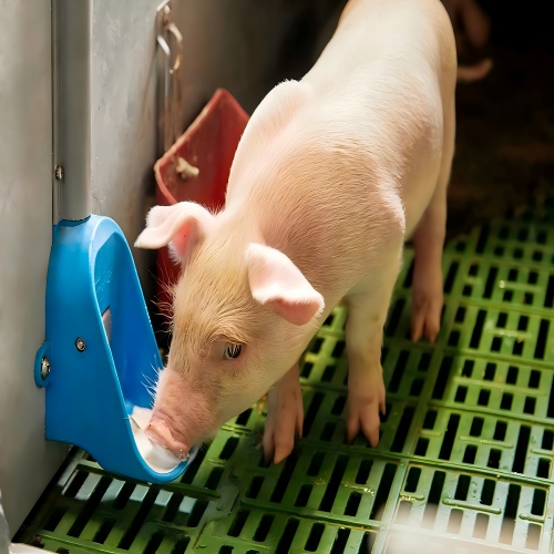Pig Farm Solutions